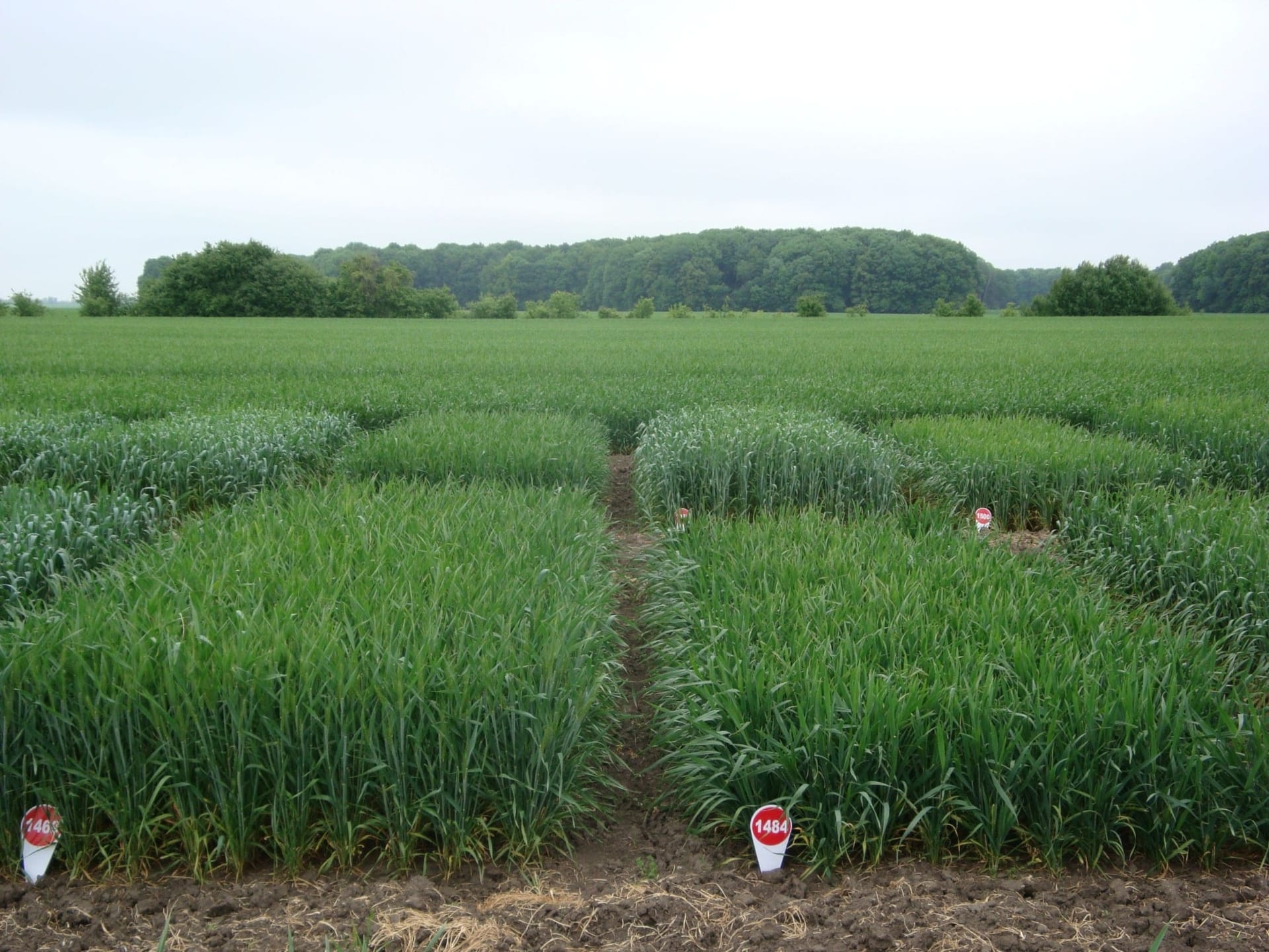 Кваліфікаційна експертиза