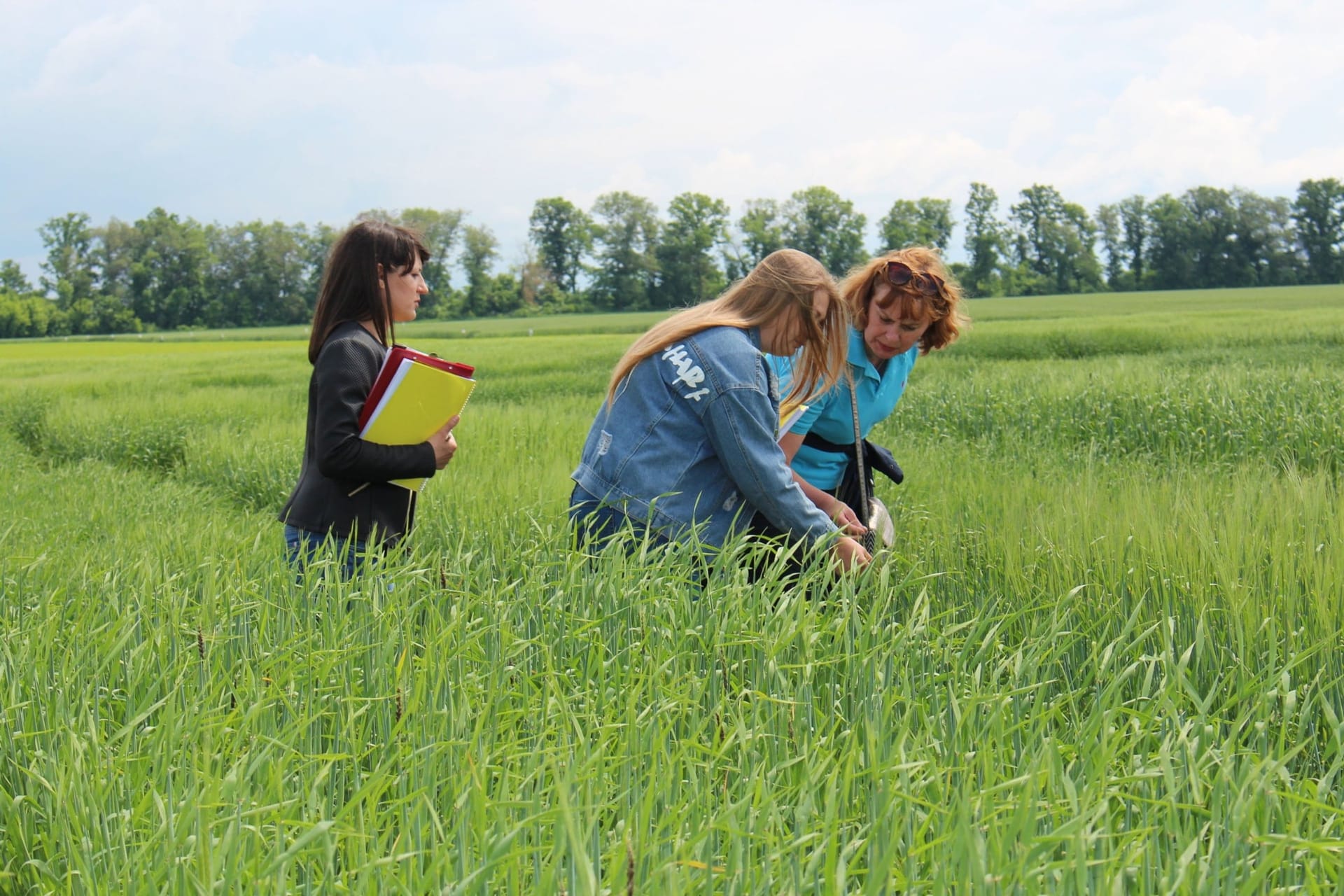 Кваліфікаційна експертиза