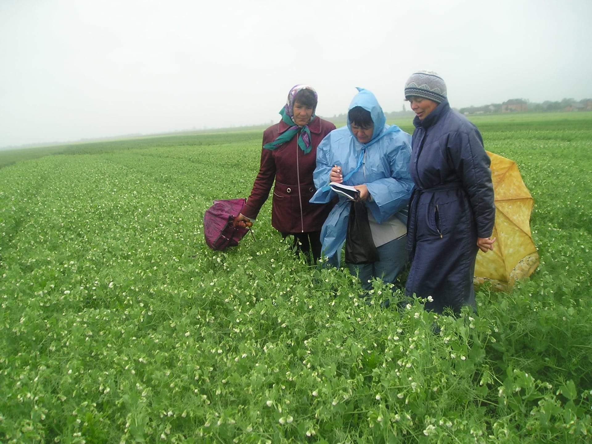 Кваліфікаційна експертиза