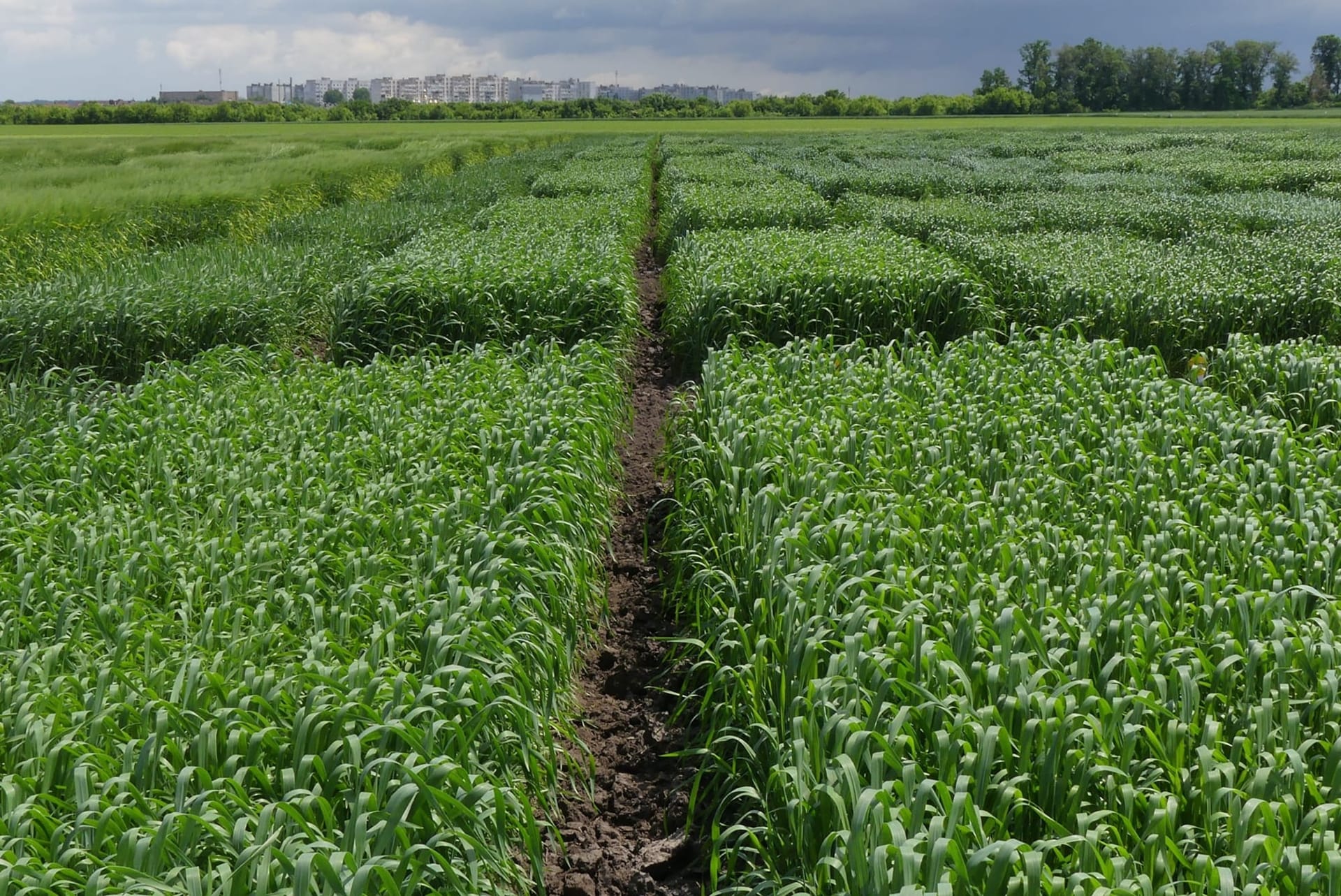 Кваліфікаційна експертиза