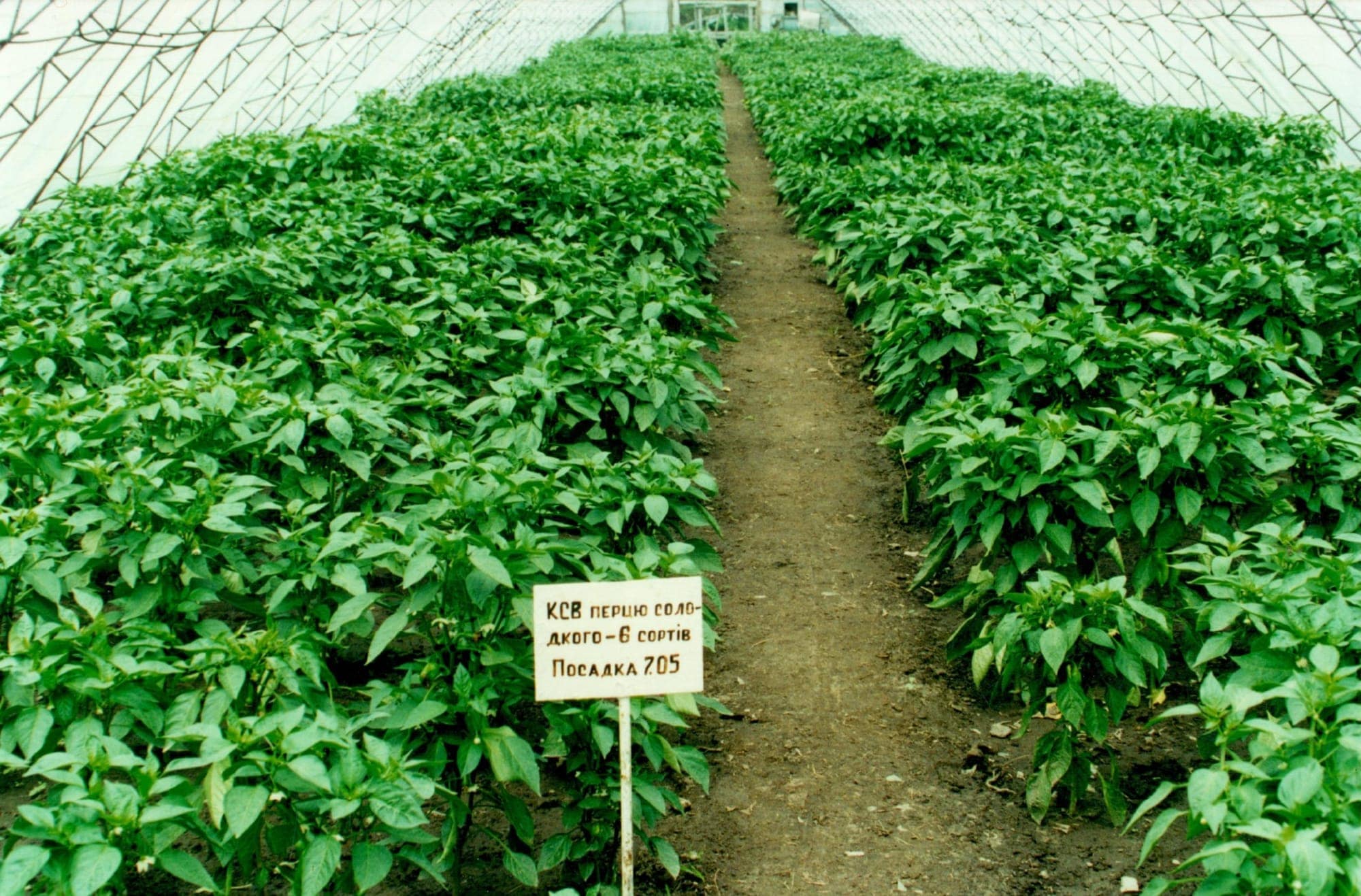 Кваліфікаційна експертиза