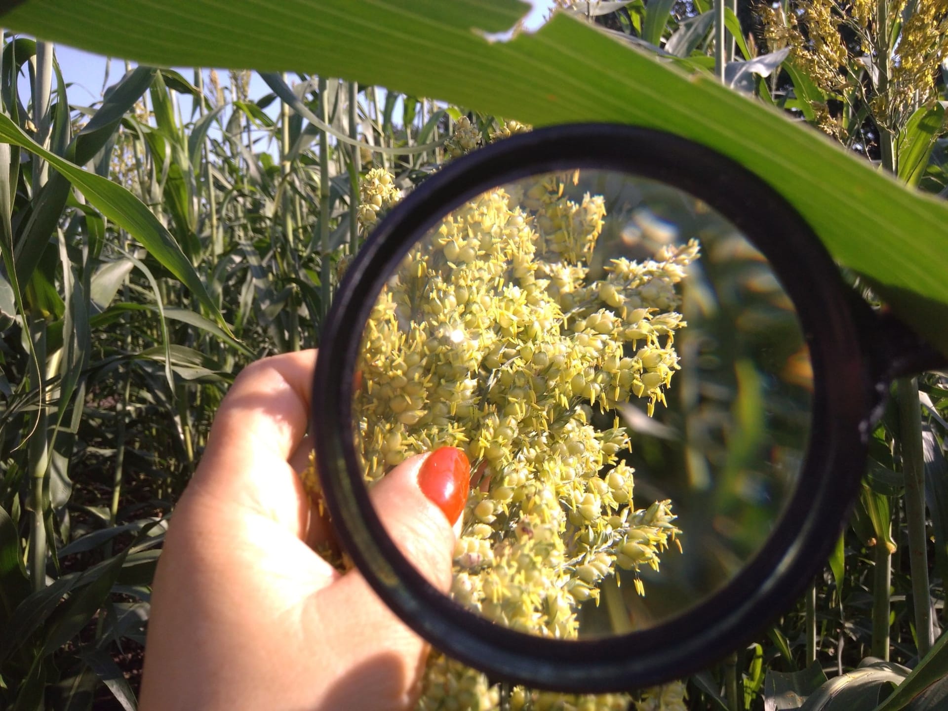 Кваліфікаційна експертиза