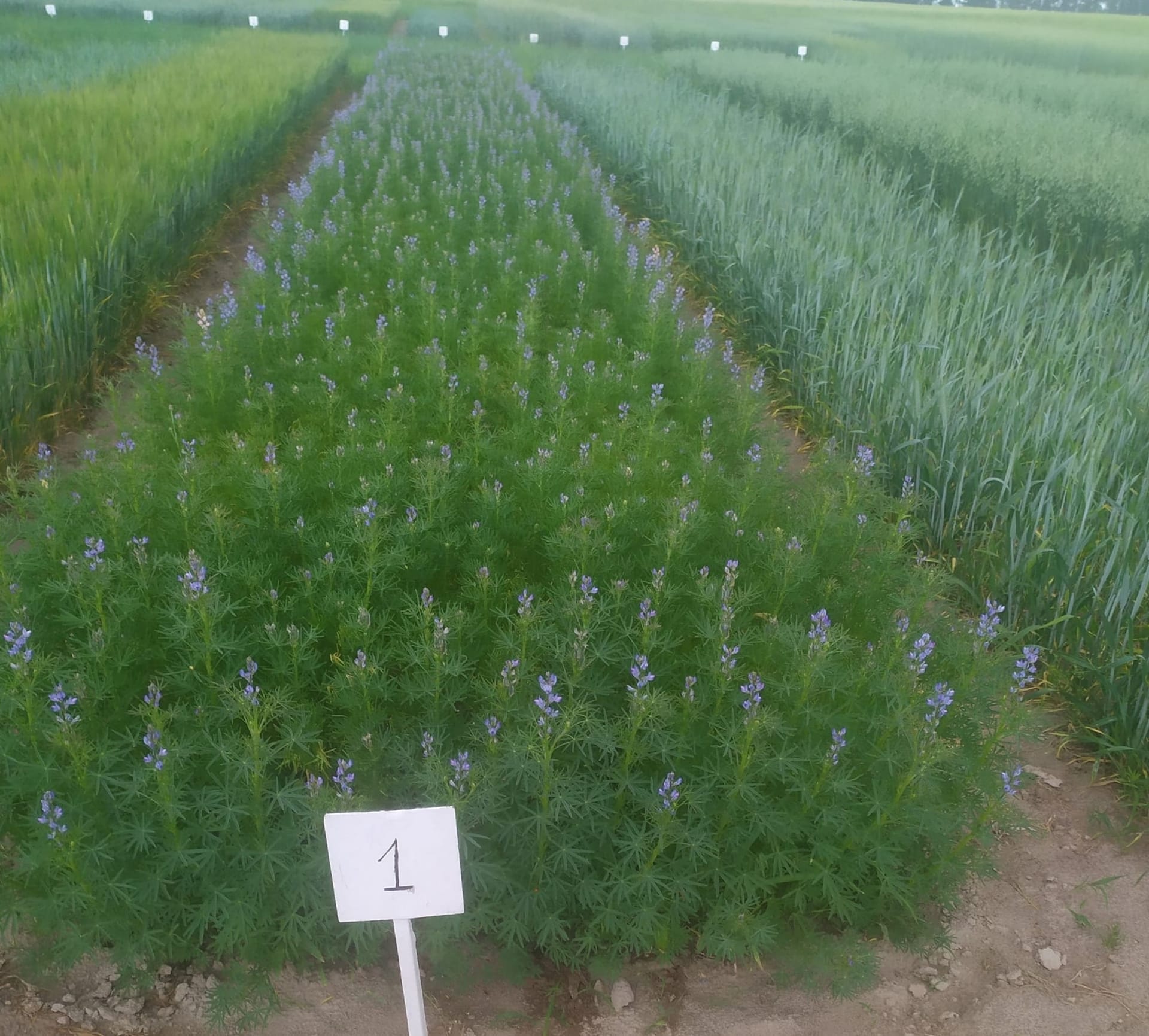 Кваліфікаційна експертиза