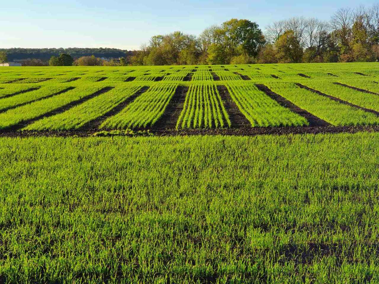Кваліфікаційна експертиза