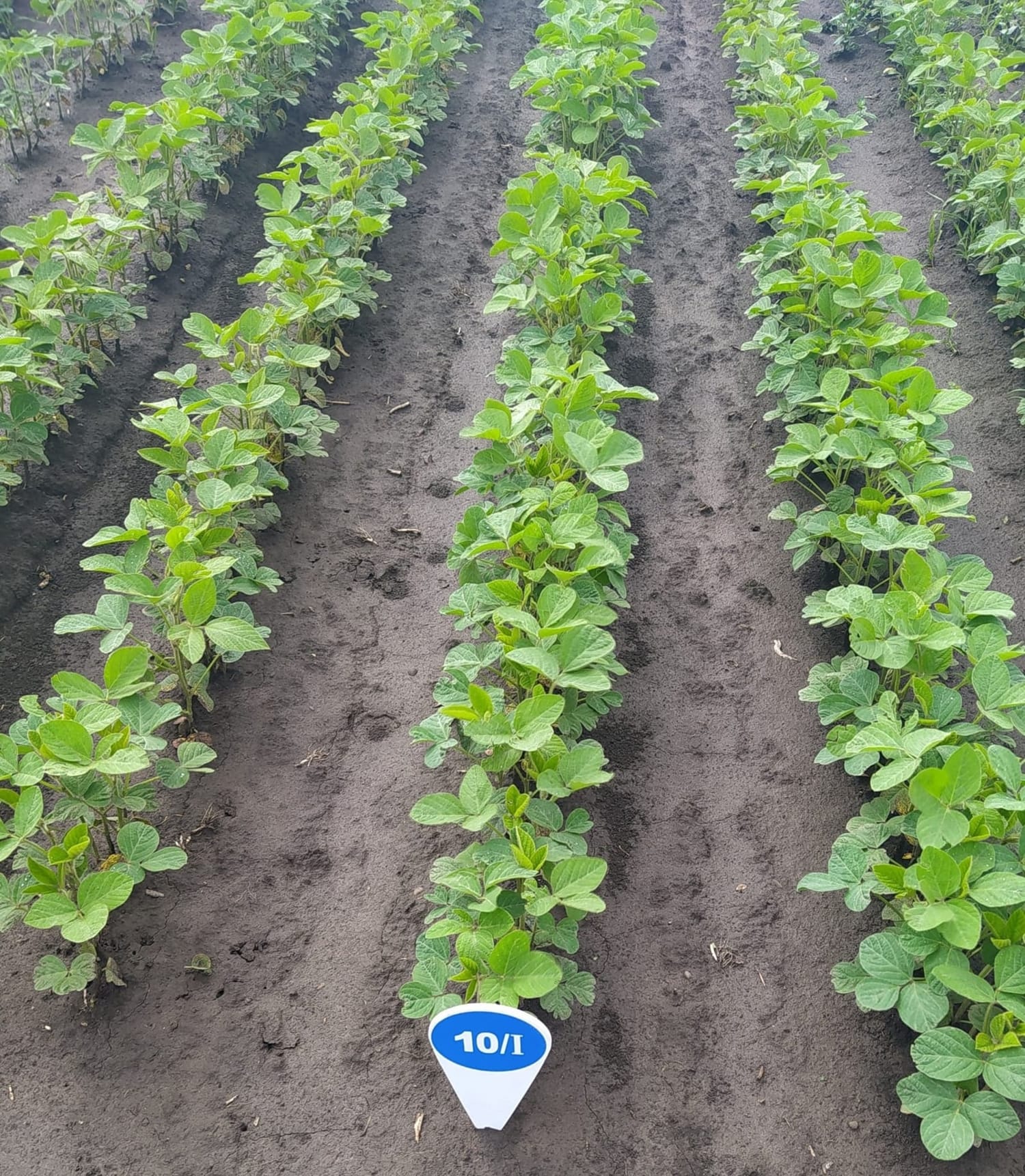 Кваліфікаційна експертиза