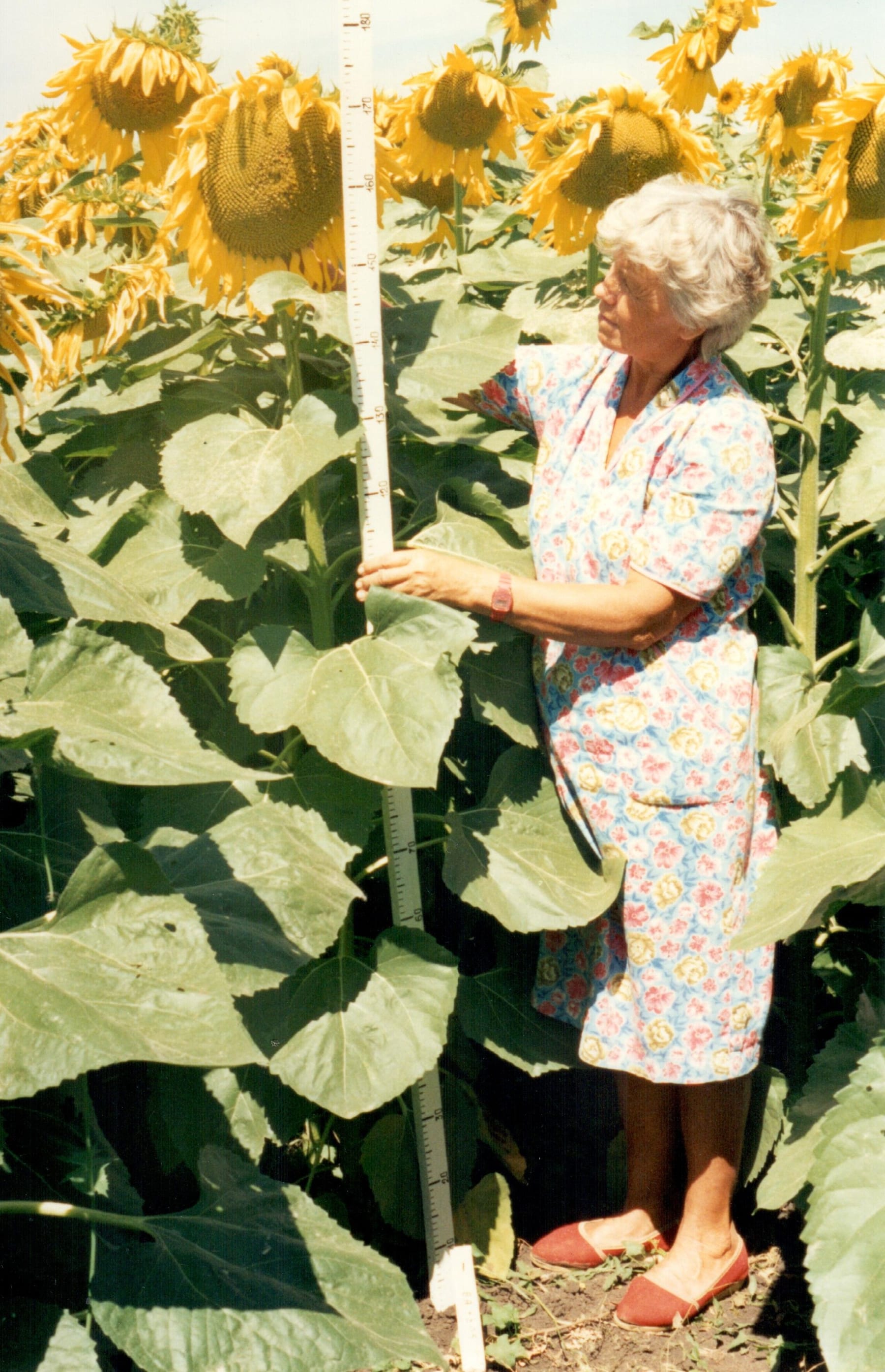 Кваліфікаційна експертиза