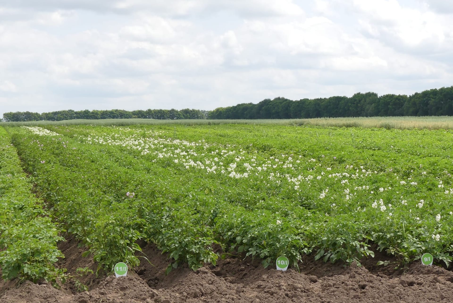 Кваліфікаційна експертиза