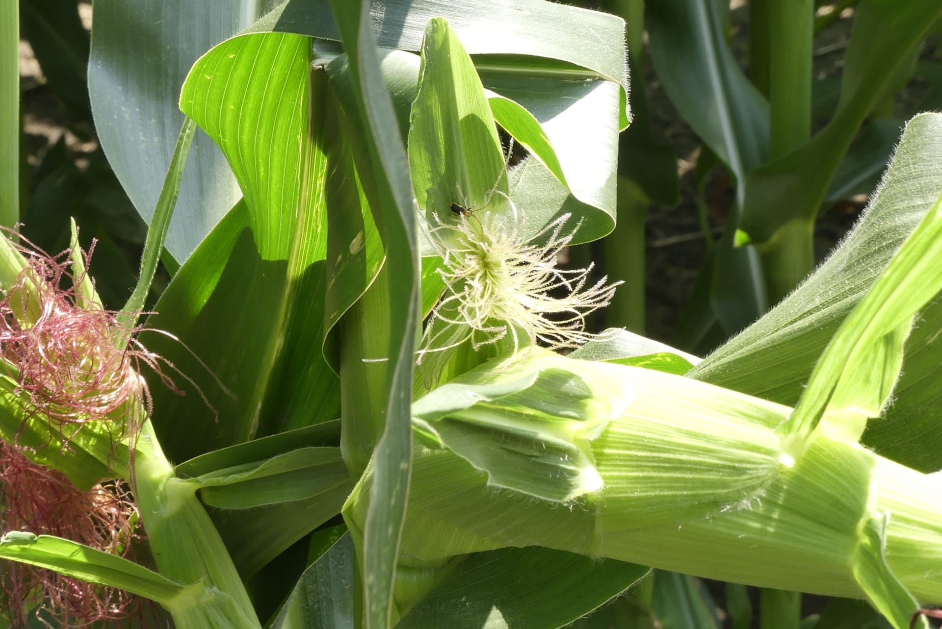 Сорти рослин