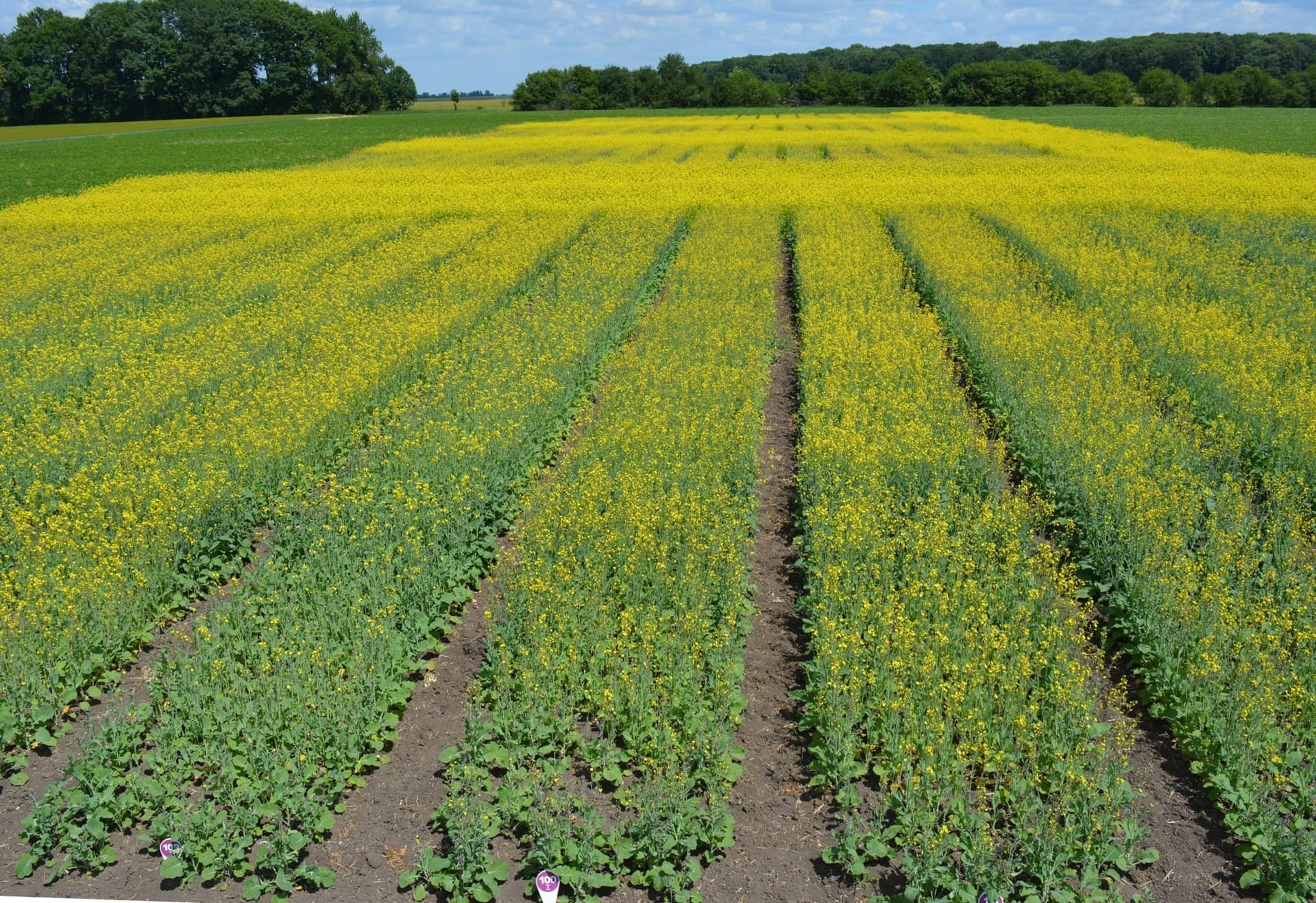 Сорти рослин