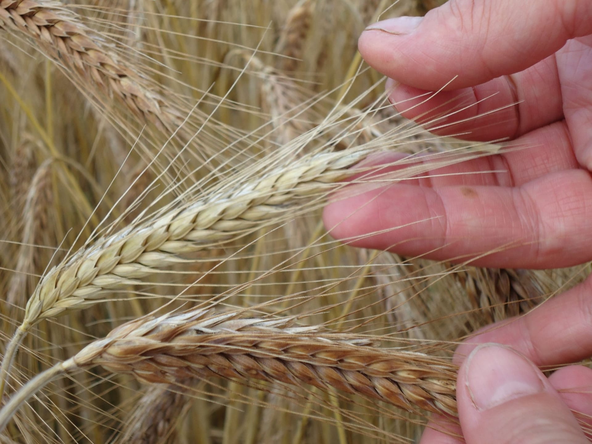 Сорти рослин