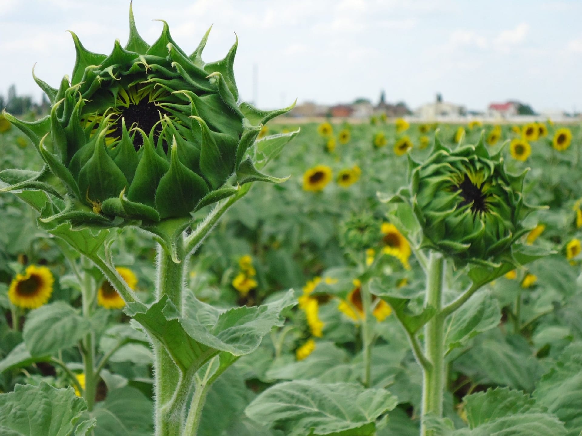 Сорти рослин