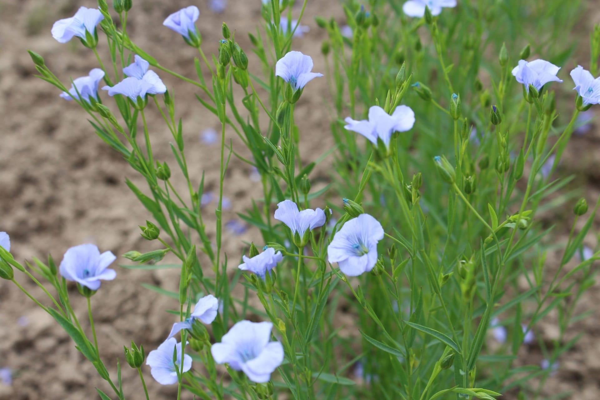 Сорти рослин