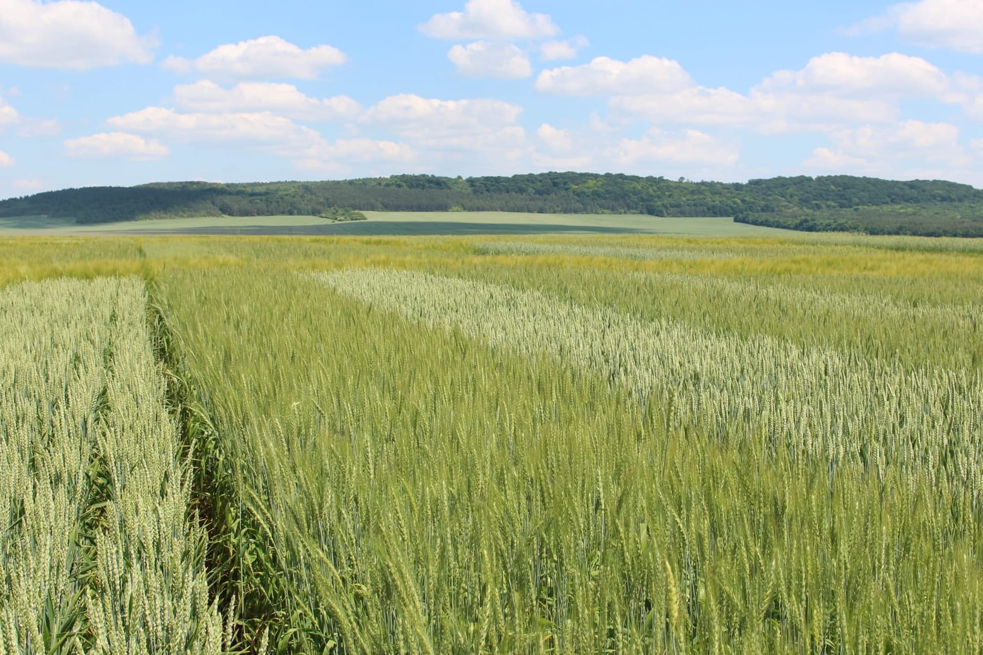 Сорти рослин