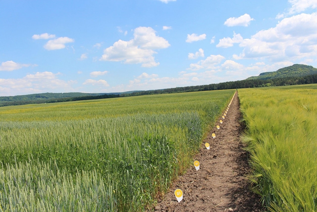 Сорти рослин