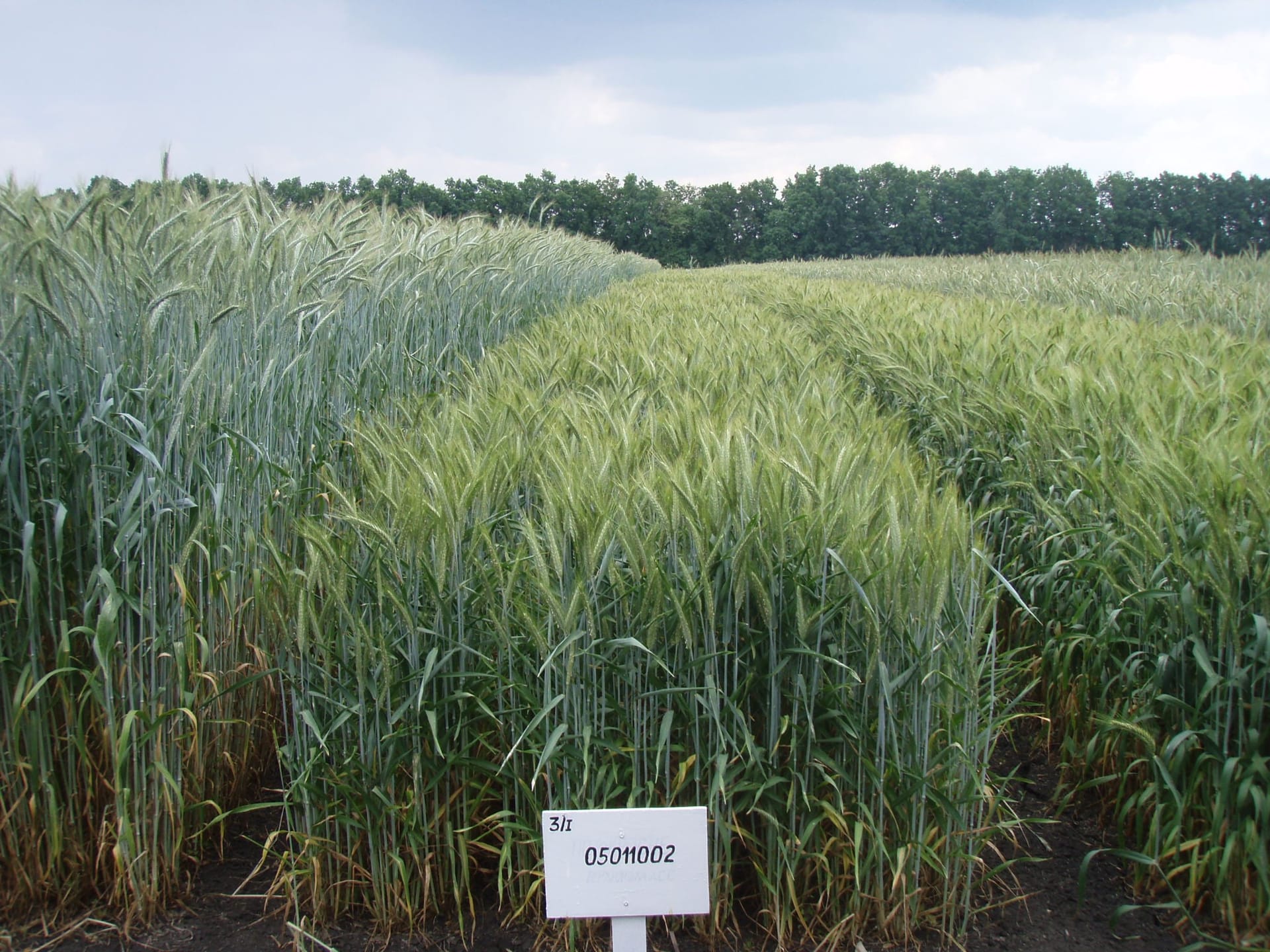 Сорти рослин