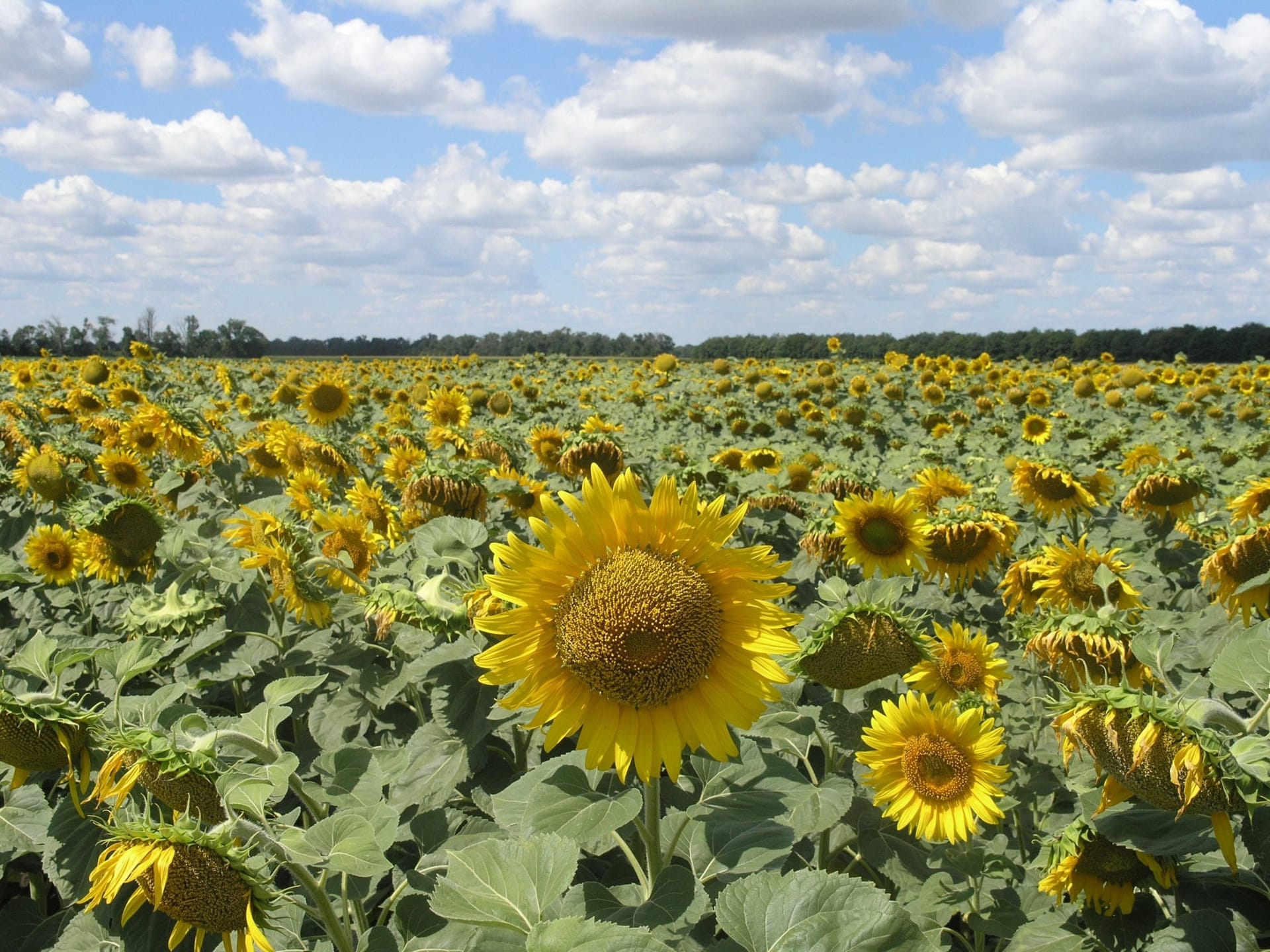 Сорти рослин