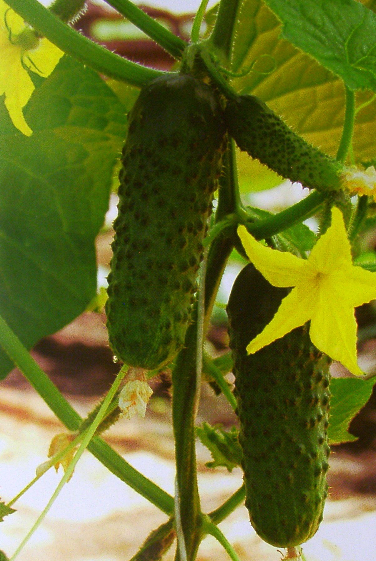 Сорти рослин