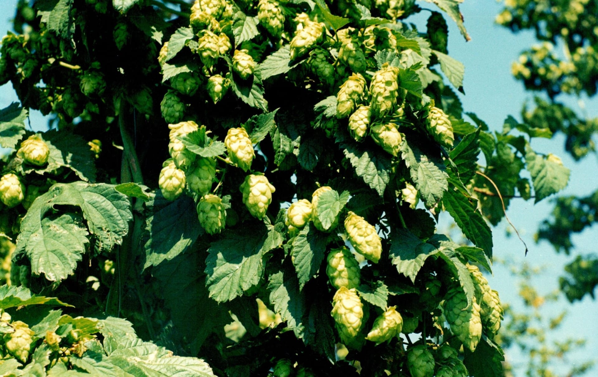 Сорти рослин