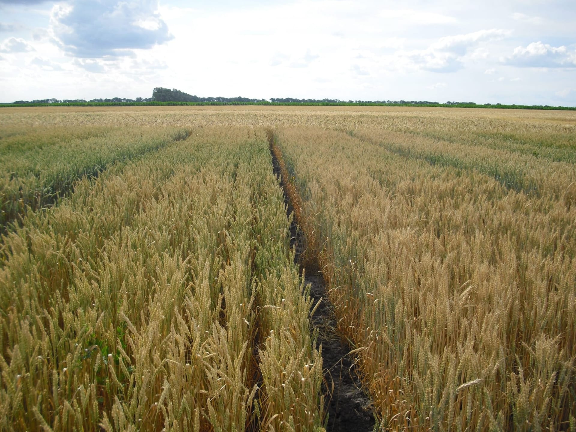 Сорти рослин