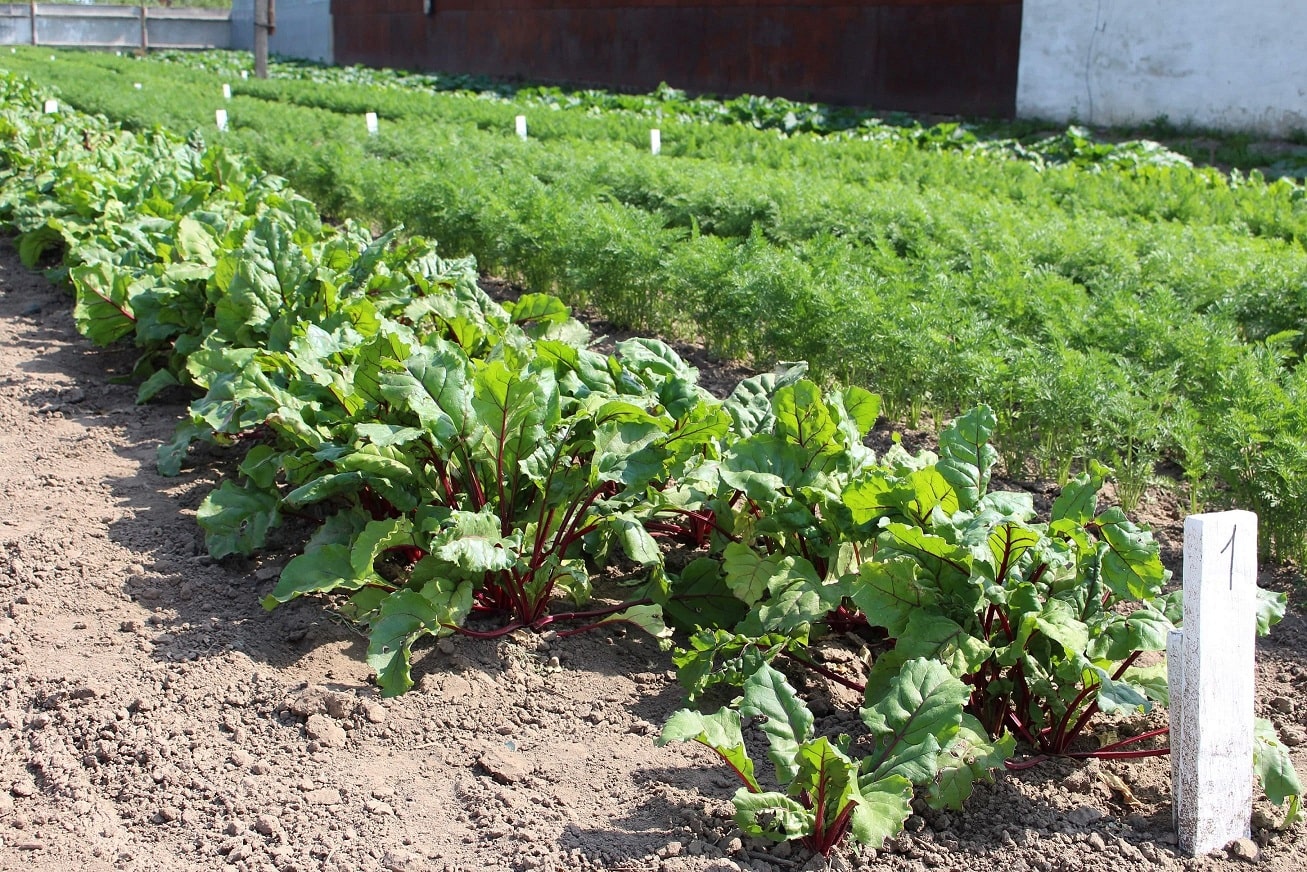 Сорти рослин