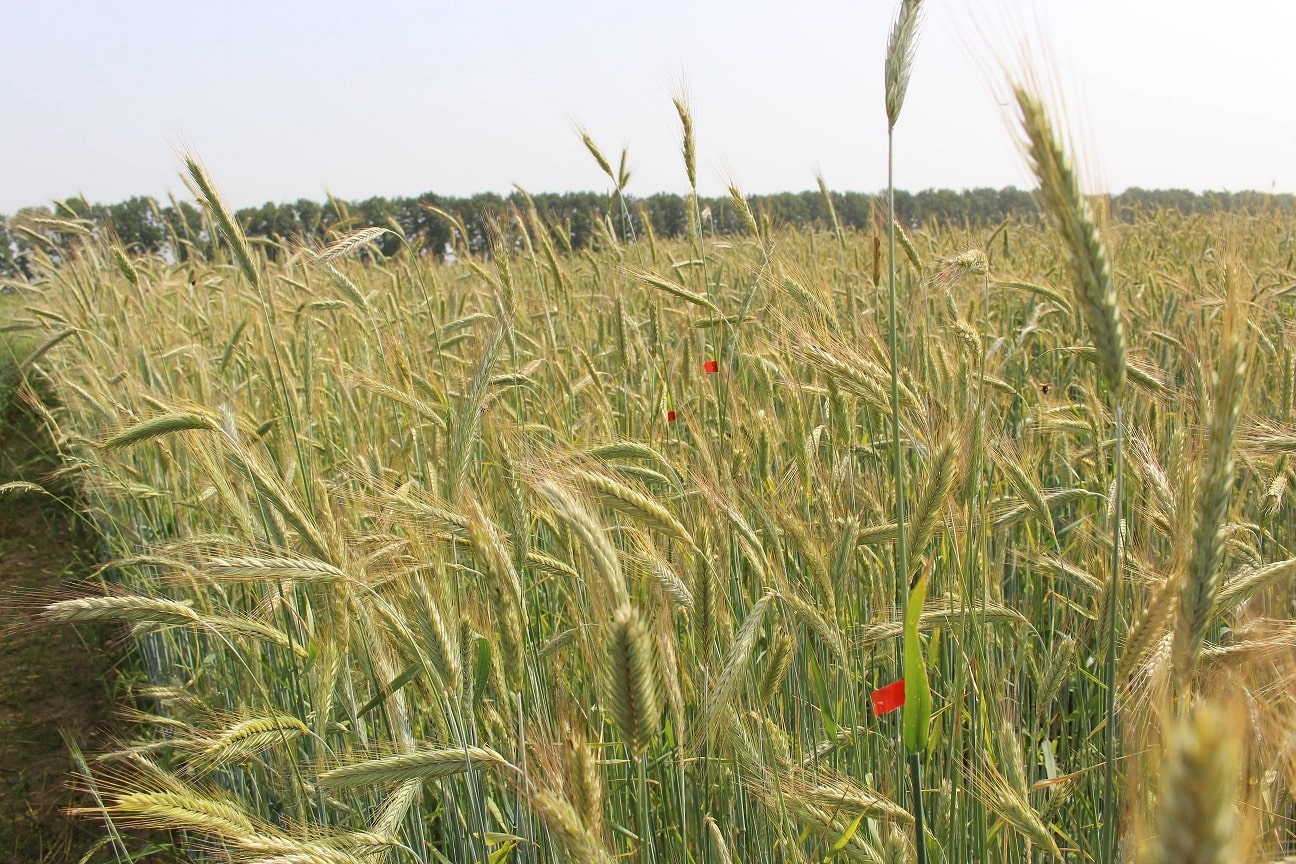 Сорти рослин