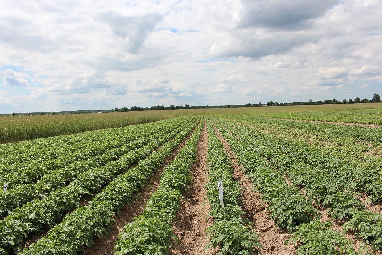 Сорти рослин