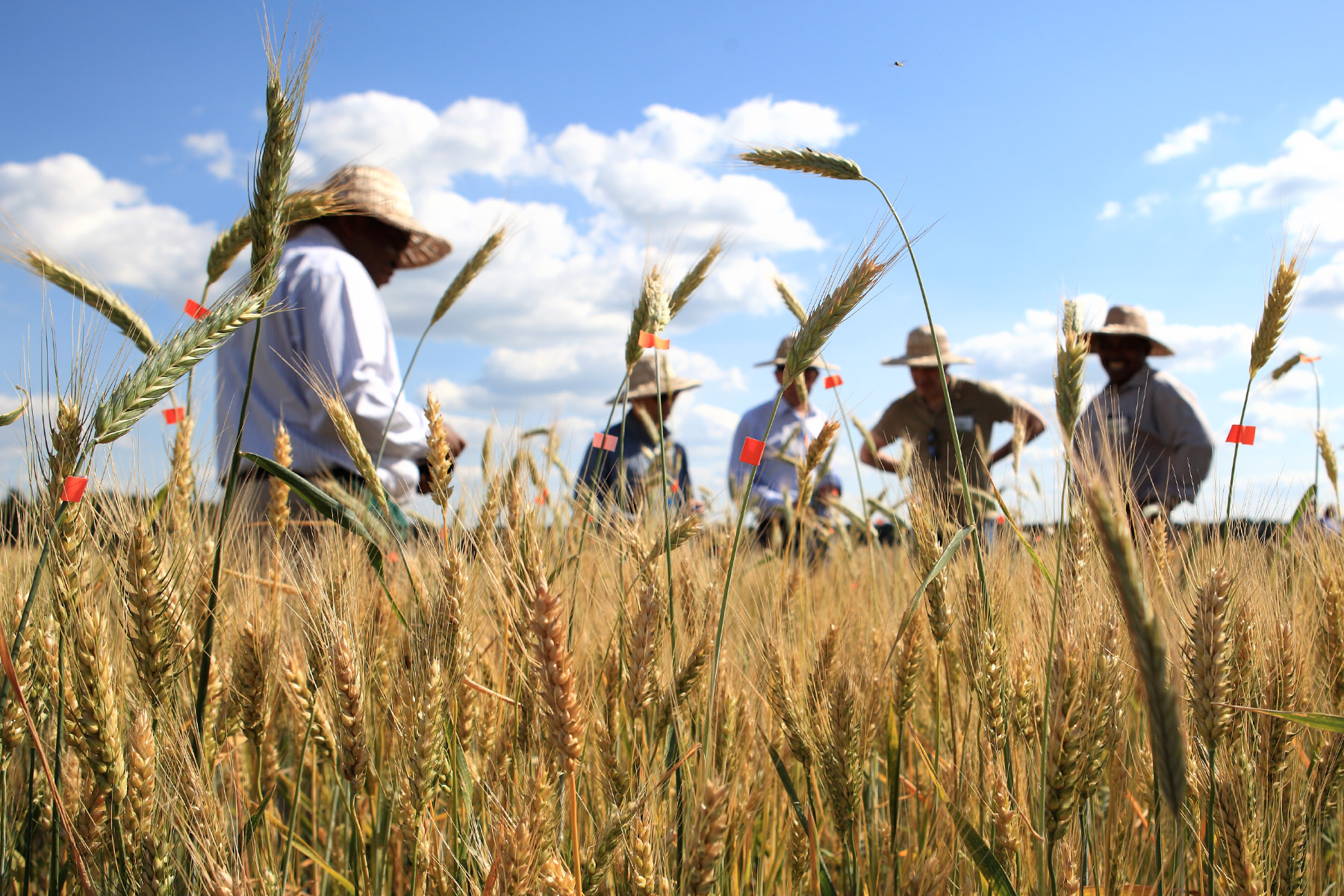 Сорти рослин