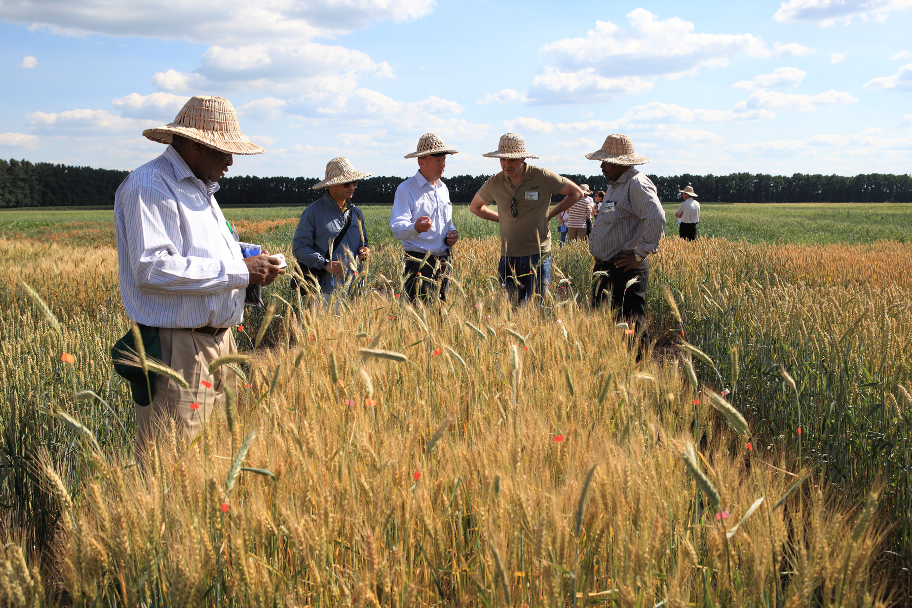 Сорти рослин