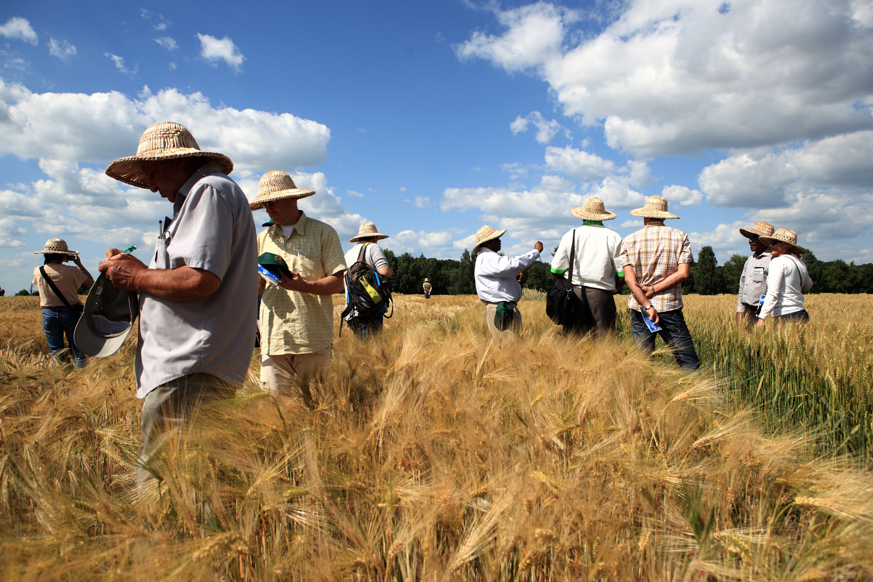 Сорти рослин